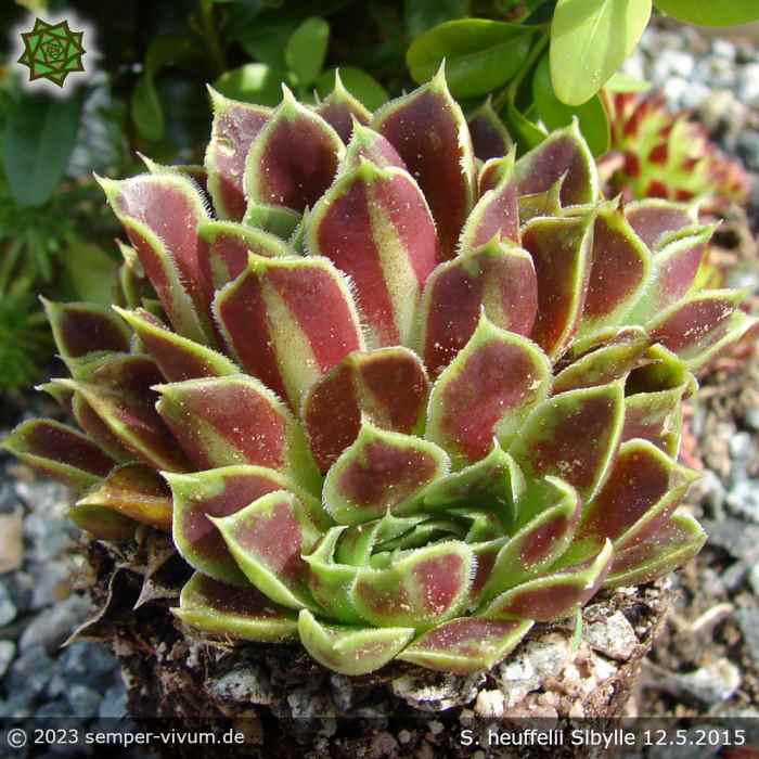 Sempervivum heuffelii 'Sibylle'