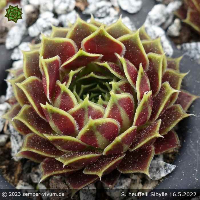 Sempervivum heuffelii 'Sibylle'