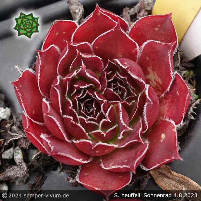 Sempervivum heuffelii 'Sonnenrad'
