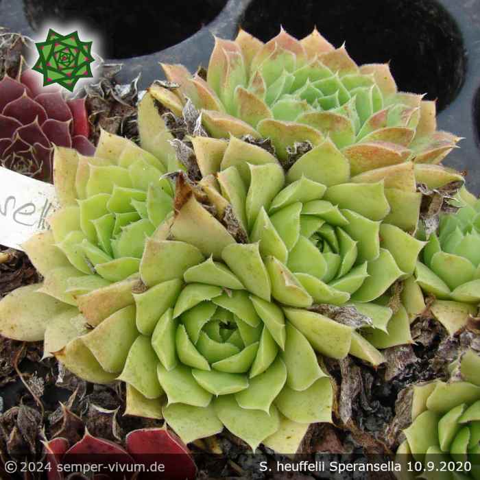 Sempervivum heuffelii 'Speransella'