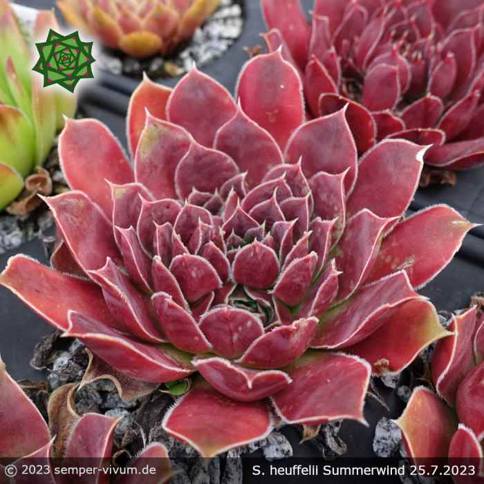 Sempervivum heuffelii 'Summerwind'