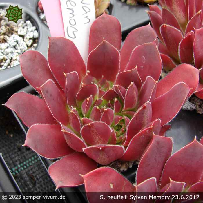 Sempervivum heuffelii 'Sylvan Memory'