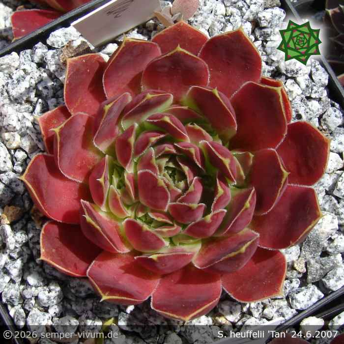 Sempervivum heuffelii 'Tan'