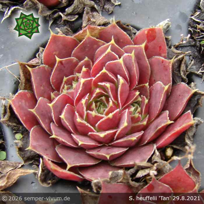 Sempervivum heuffelii 'Tan'