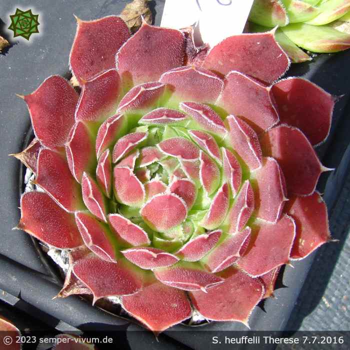 Sempervivum heuffelii 'Therese'