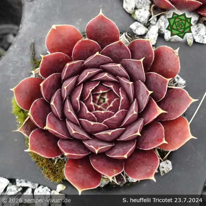 Sempervivum heuffelii 'Tricotet'