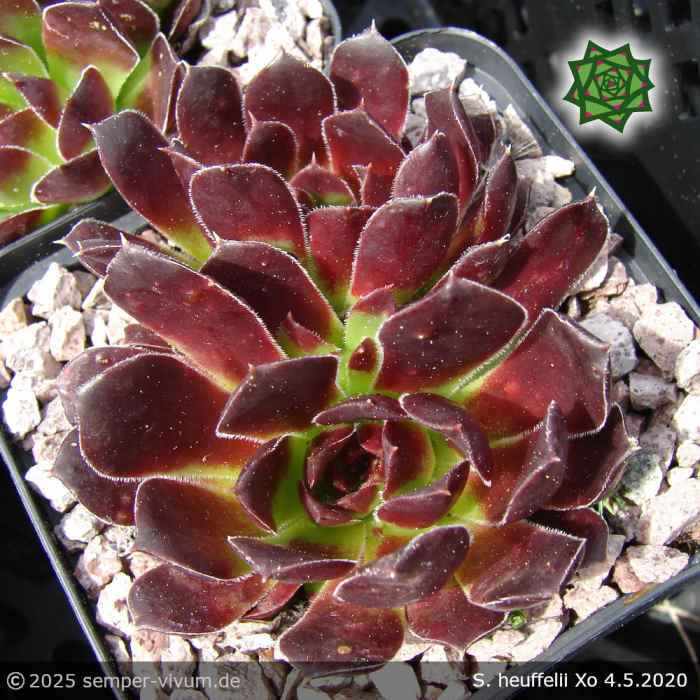 Sempervivum heuffelii 'Xo'