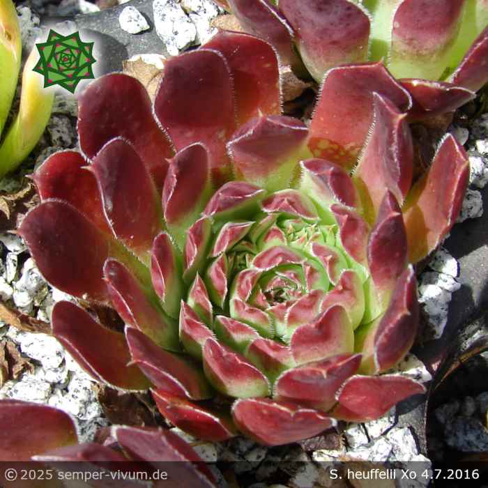 Sempervivum heuffelii 'Xo'