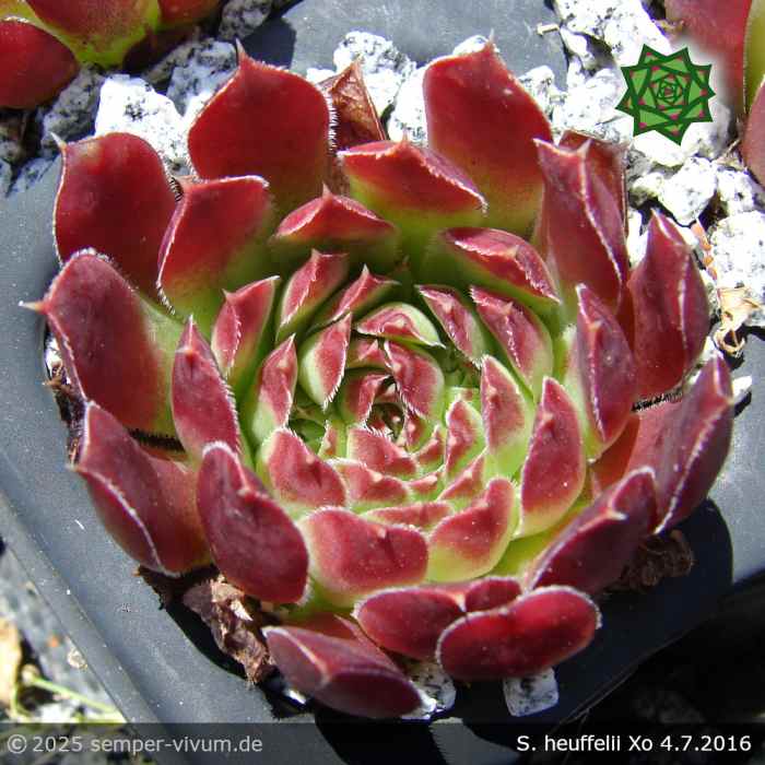 Sempervivum heuffelii 'Xo'