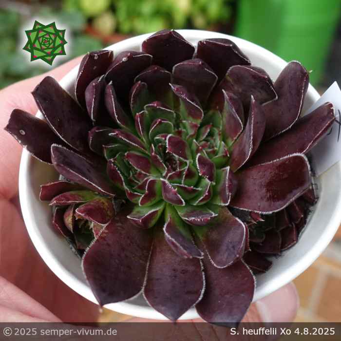 Sempervivum heuffelii 'Xo'