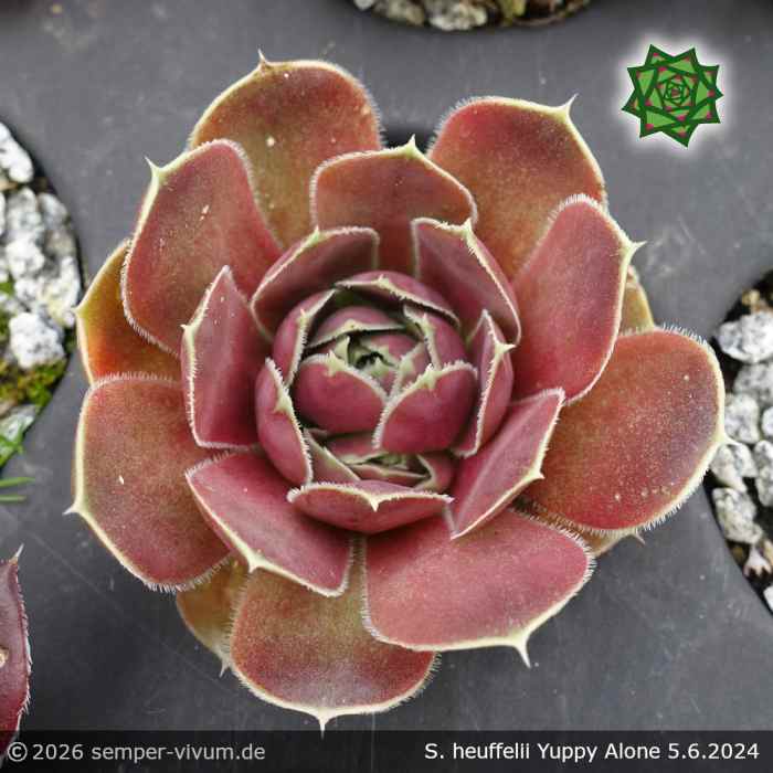 Sempervivum heuffelii 'Yuppy Alone'