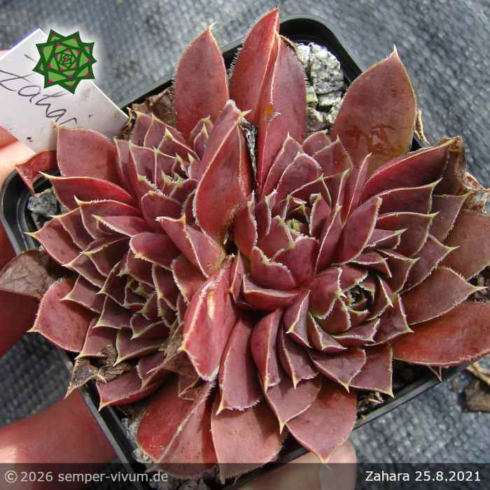Sempervivum heuffelii 'Zahara'