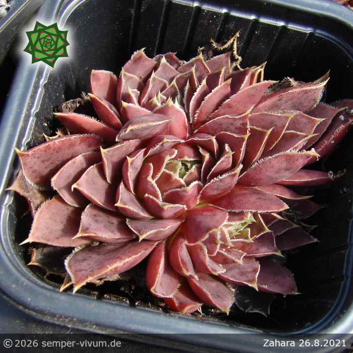Sempervivum heuffelii 'Zahara'