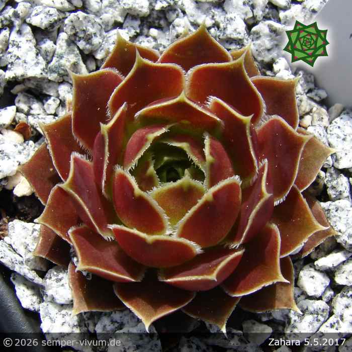 Sempervivum heuffelii 'Zahara'