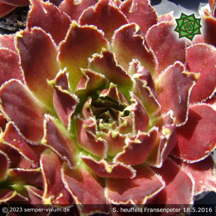 Sempervivum heuffelii 'Zauberhut'