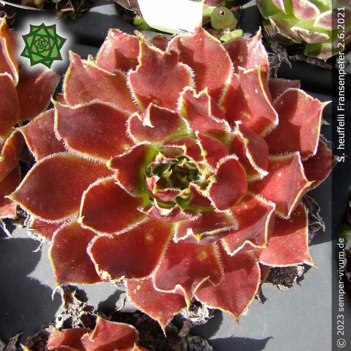 Sempervivum heuffelii 'Zauberhut'