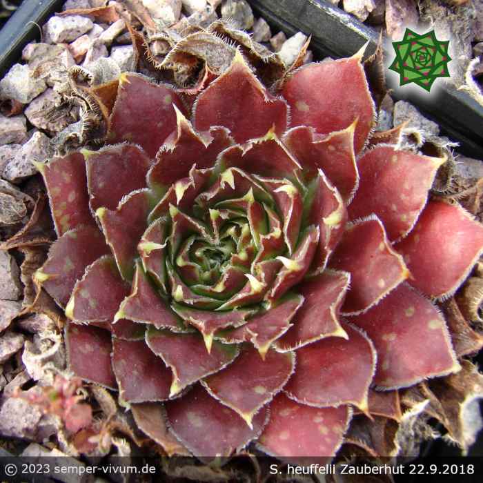 Sempervivum heuffelii 'Zauberhut'
