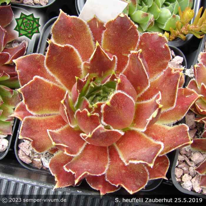 Sempervivum heuffelii 'Zauberhut'