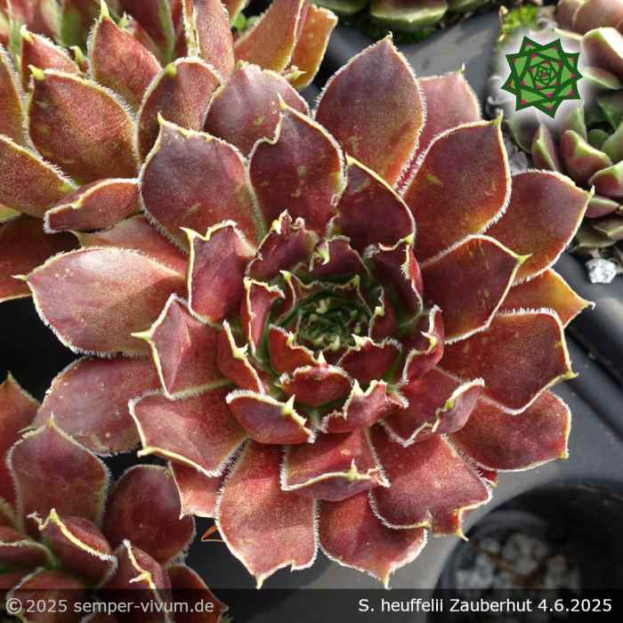Sempervivum heuffelii 'Zauberhut'