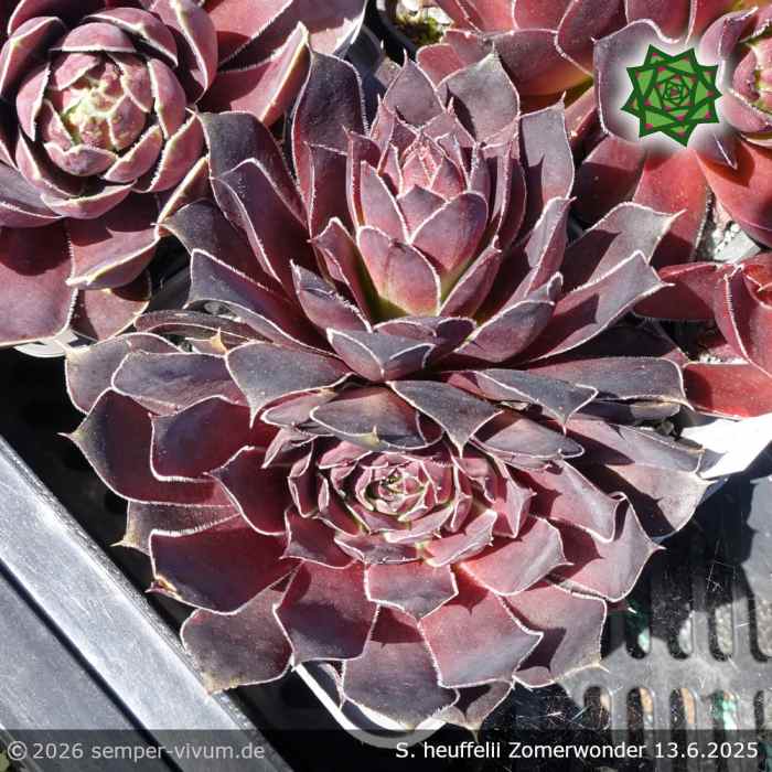 Sempervivum heuffelii 'Zomerwonder'