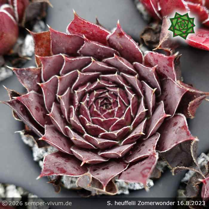 Sempervivum heuffelii 'Zomerwonder'