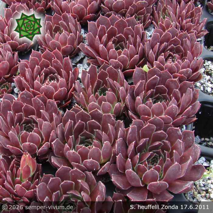 Sempervivum heuffelii 'Zonda'