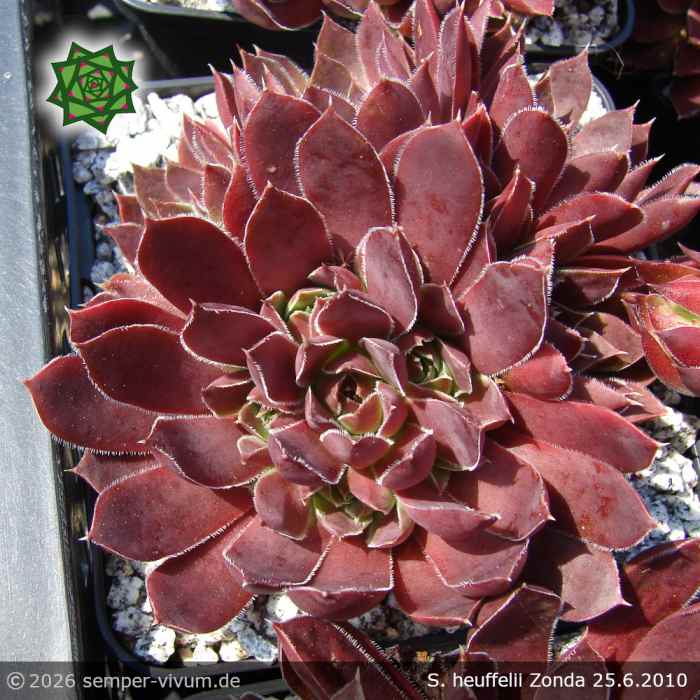 Sempervivum heuffelii 'Zonda'