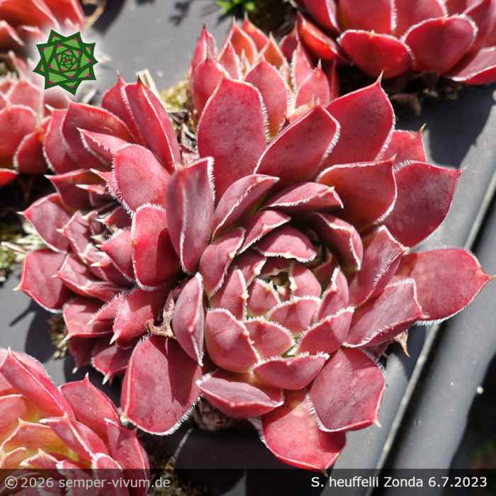 Sempervivum heuffelii 'Zonda'
