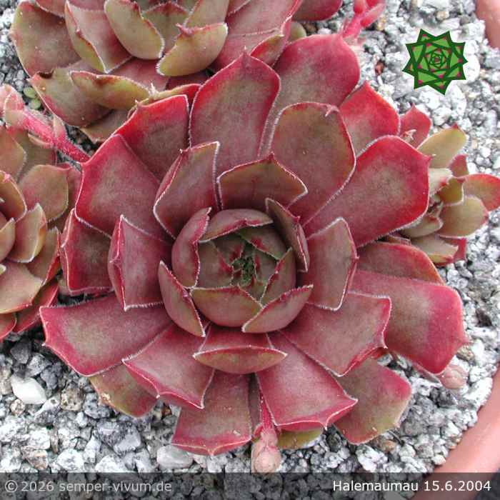 Sempervivum 'Halemaumau'