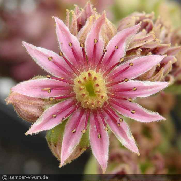 Blüte, aufgenommen am 17.7.2009