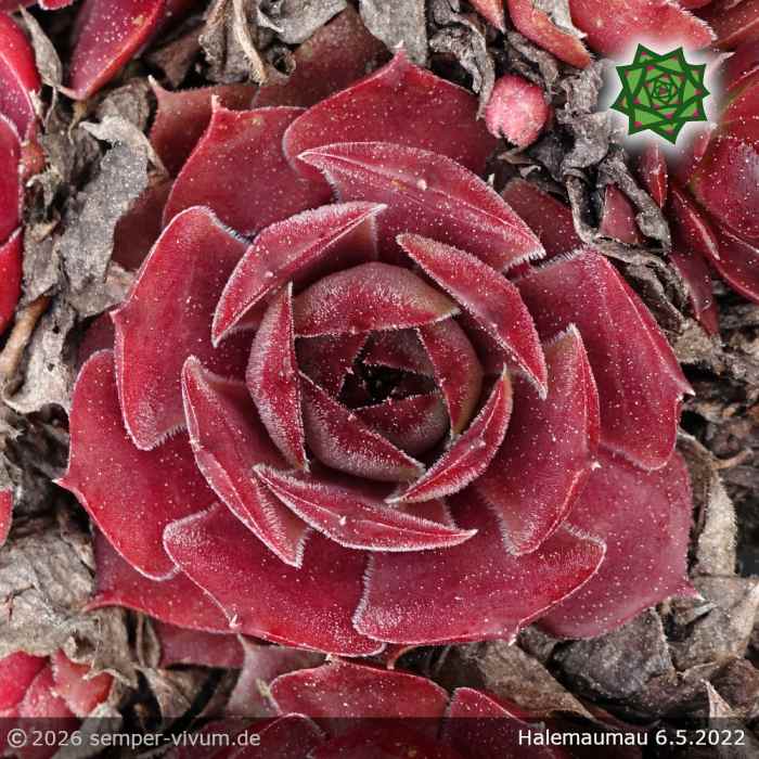 Sempervivum 'Halemaumau'