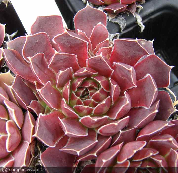 aufgenommen am 2.6.2012