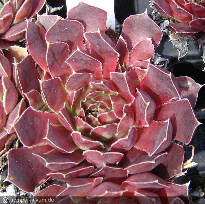 aufgenommen am 2.6.2012