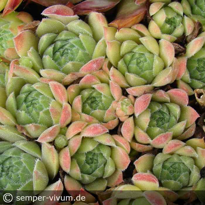 aufgenommen am 14.7.2021