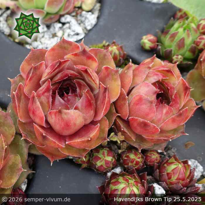 Sempervivum 'Havendijks Brown Tip'
