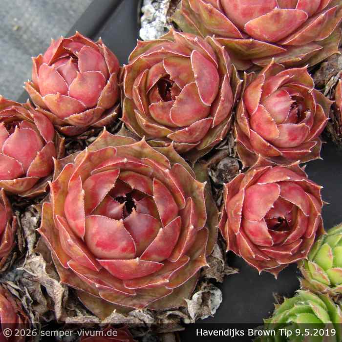 Sempervivum 'Havendijks Brown Tip'