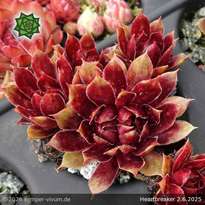 Sempervivum 'Heartbreaker'