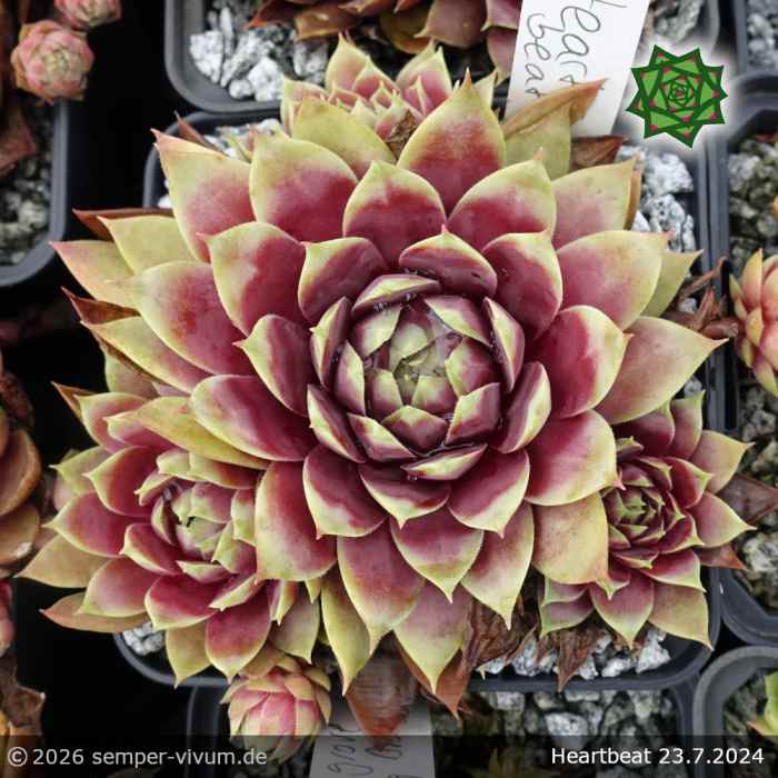 Sempervivum 'Heartbeat'