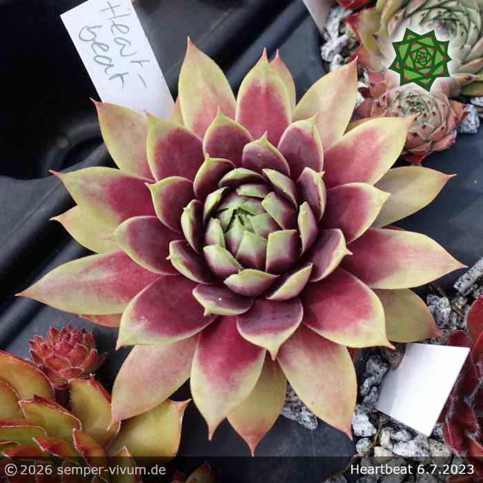 Sempervivum 'Heartbeat'
