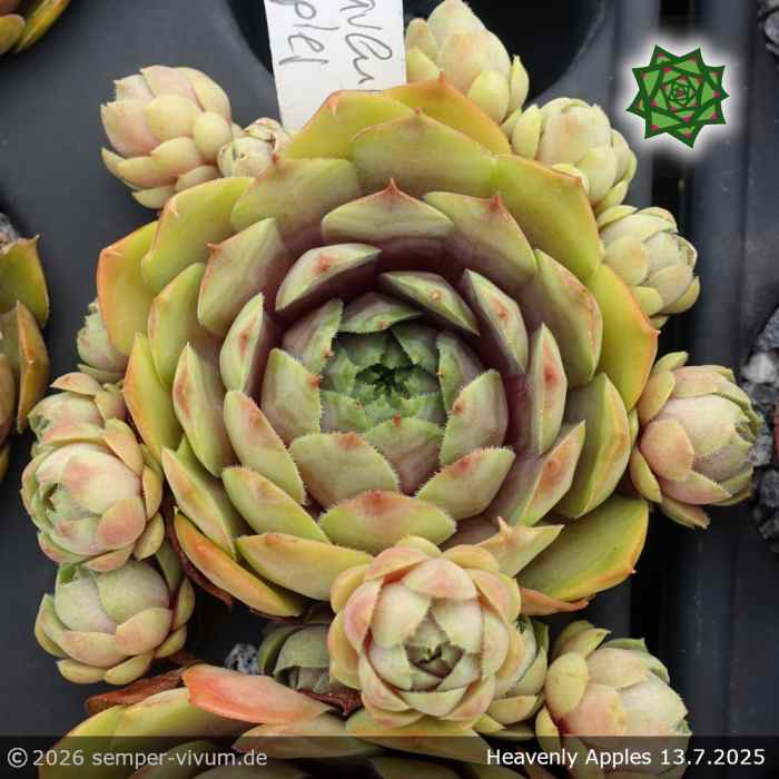 Sempervivum 'Heavenly Apples'