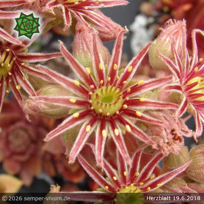 Sempervivum 'Herzblatt'