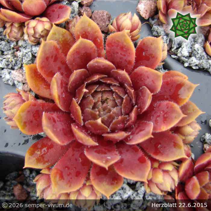 Sempervivum 'Herzblatt'