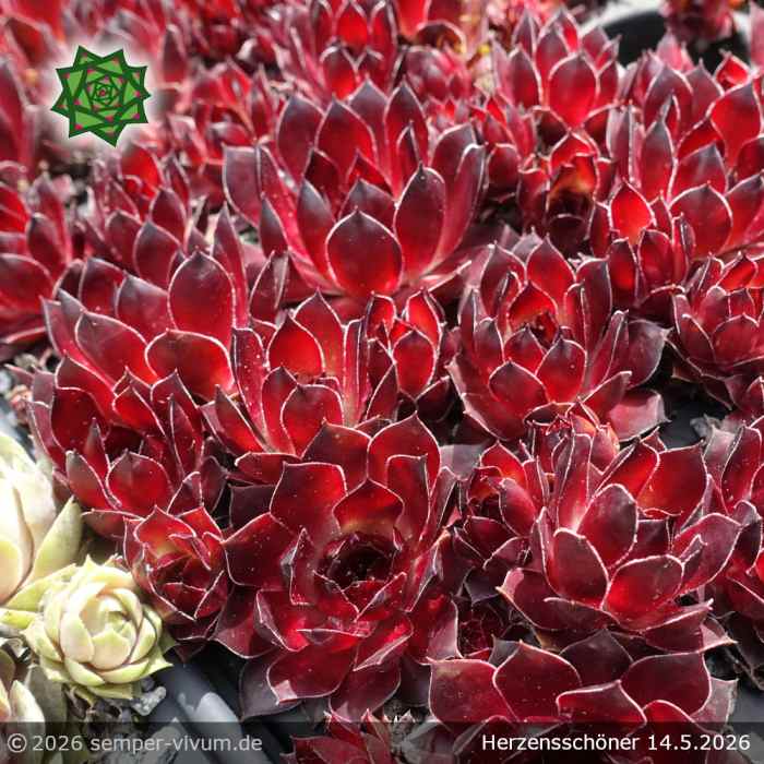Sempervivum 'Herzensschöner'