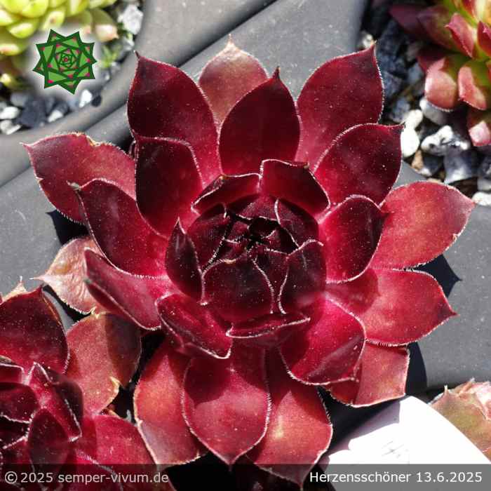 Sempervivum 'Herzensschöner'