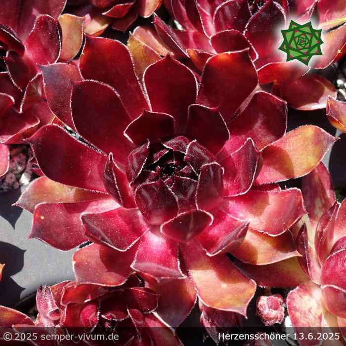 Sempervivum 'Herzensschöner'