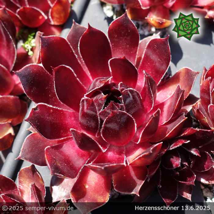 Sempervivum 'Herzensschöner'