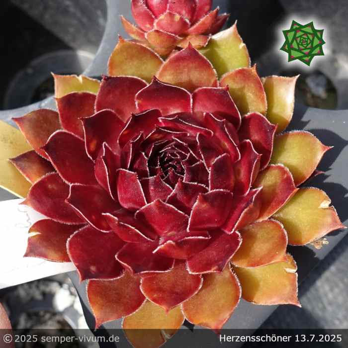 Sempervivum 'Herzensschöner'