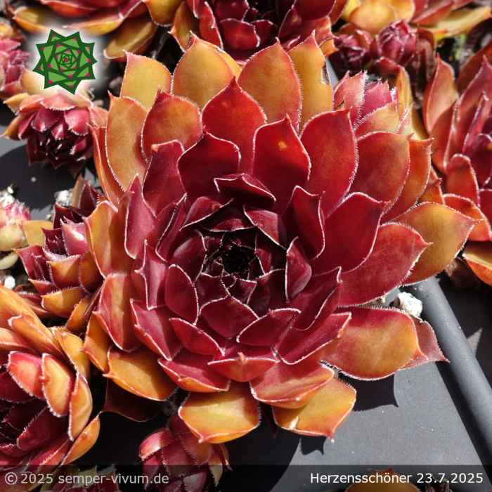 Sempervivum 'Herzensschöner'