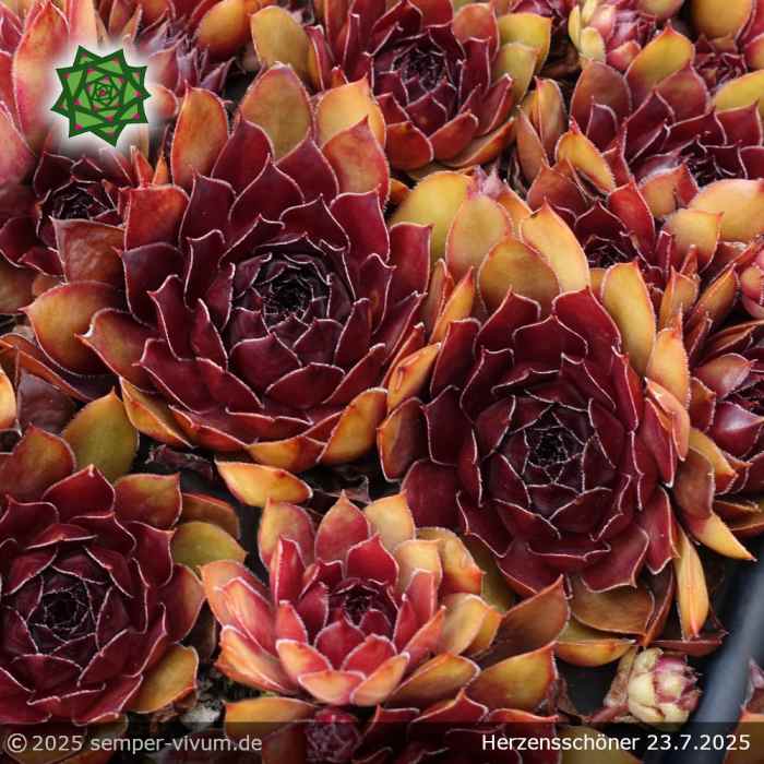 Sempervivum 'Herzensschöner'