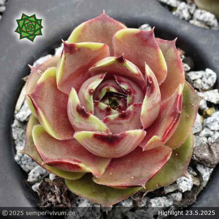 Sempervivum 'Highlight'